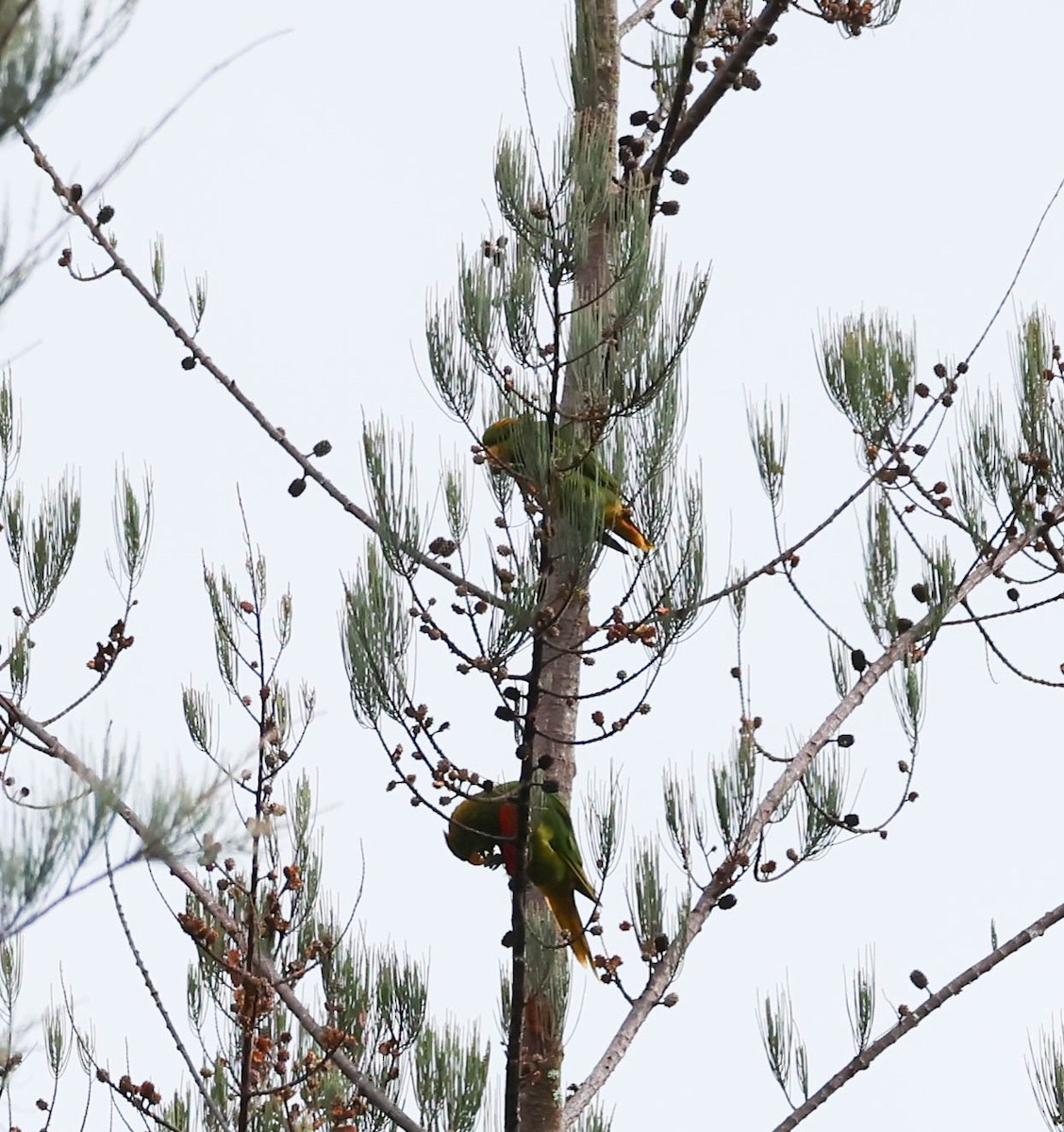 Yellow-billed Lorikeet - ML611369313