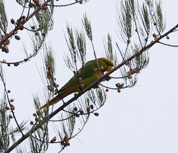 Yellow-billed Lorikeet - ML611369314