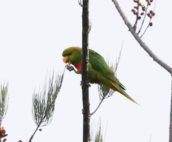 Yellow-billed Lorikeet - ML611369315