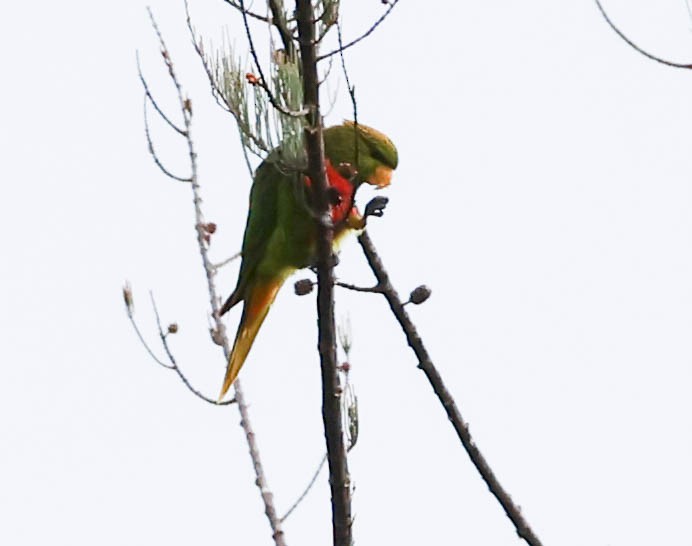 Yellow-billed Lorikeet - ML611369316