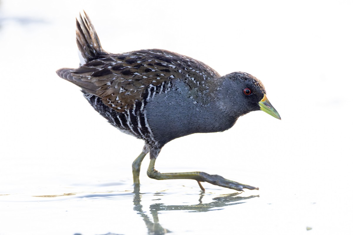 Australian Crake - Steve Popple