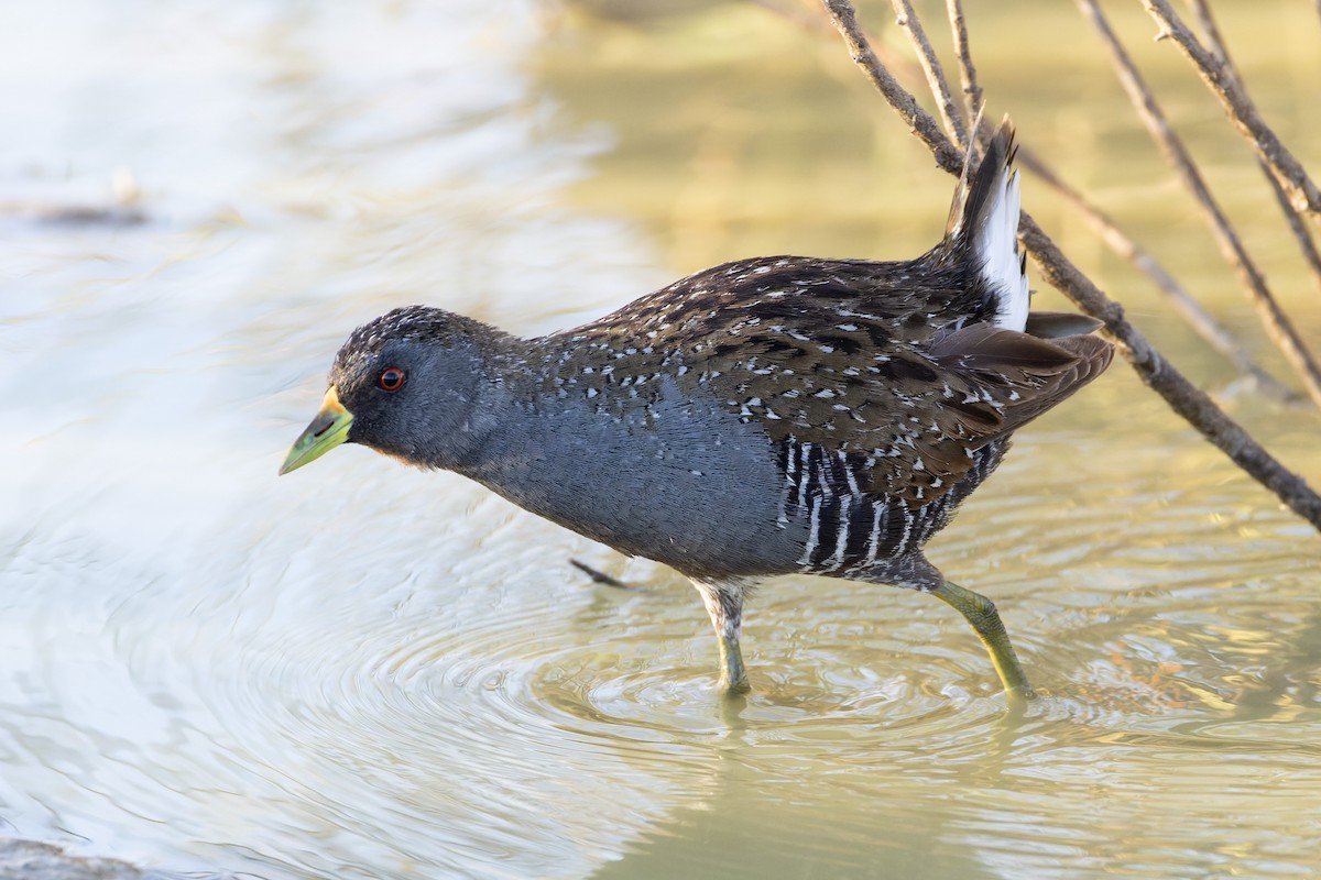 Australian Crake - Steve Popple