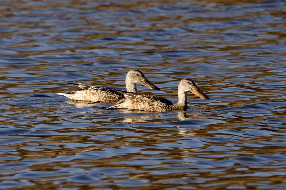 Northern Shoveler - ML611369336