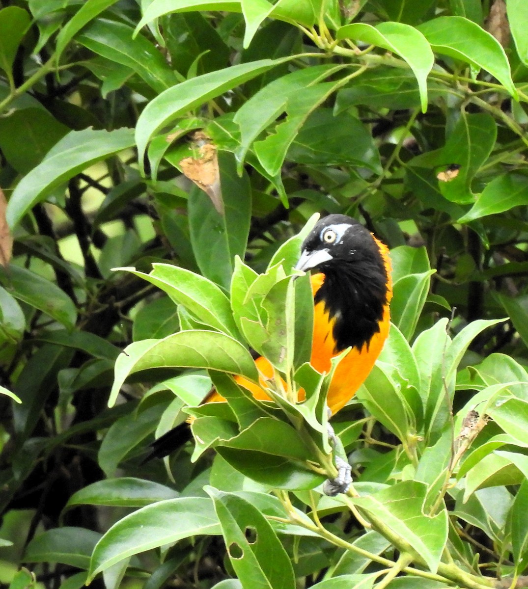 Venezuelan Troupial - ML611369378