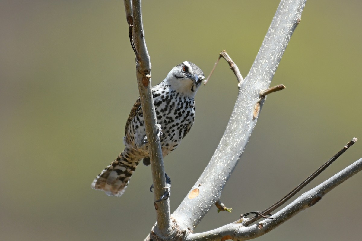 Boucard's Wren - ML611369379