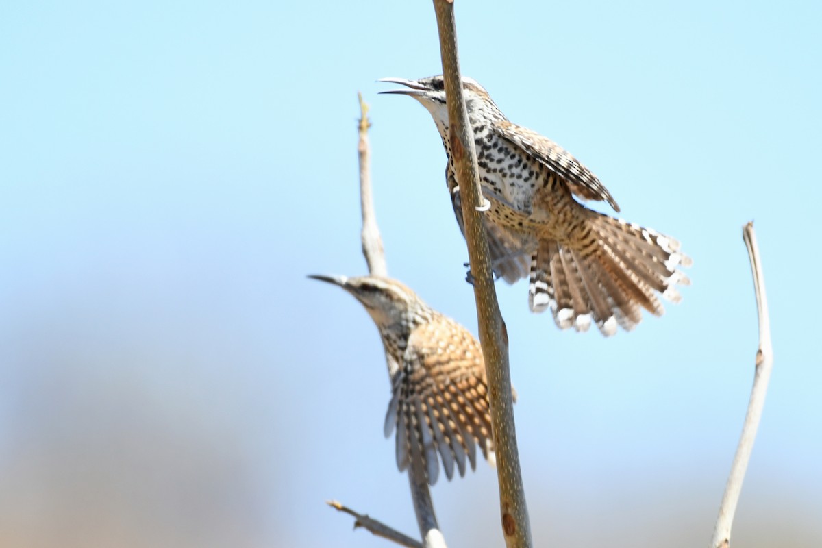 Boucard's Wren - ML611369380