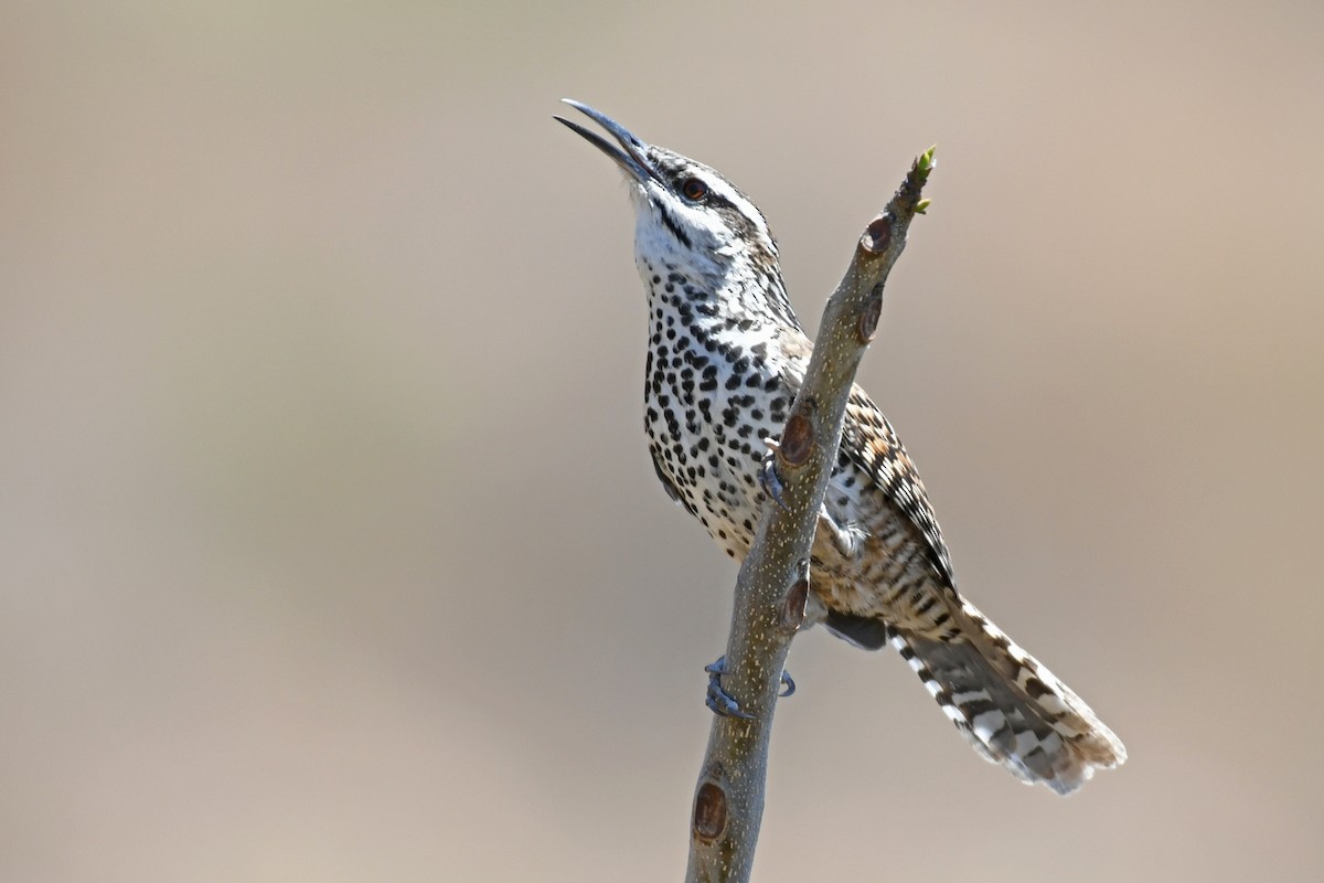 Boucard's Wren - ML611369382