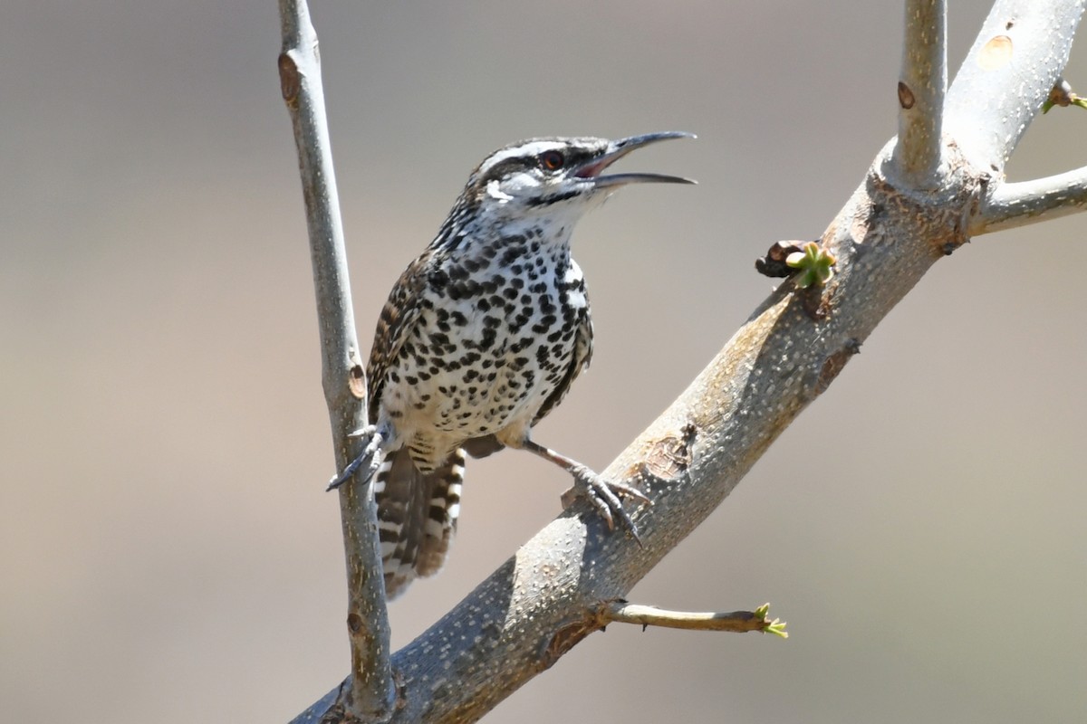 Boucard's Wren - ML611369383