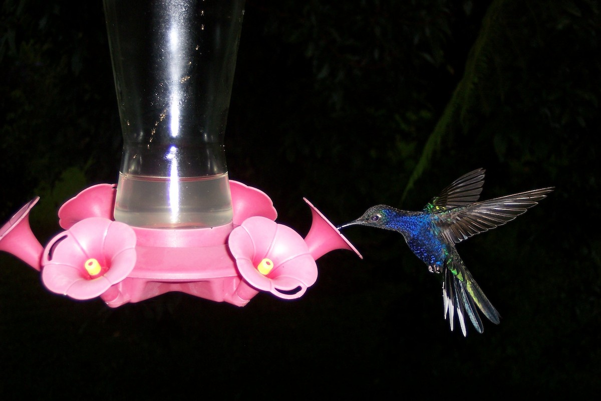 Violet Sabrewing - ML611369534