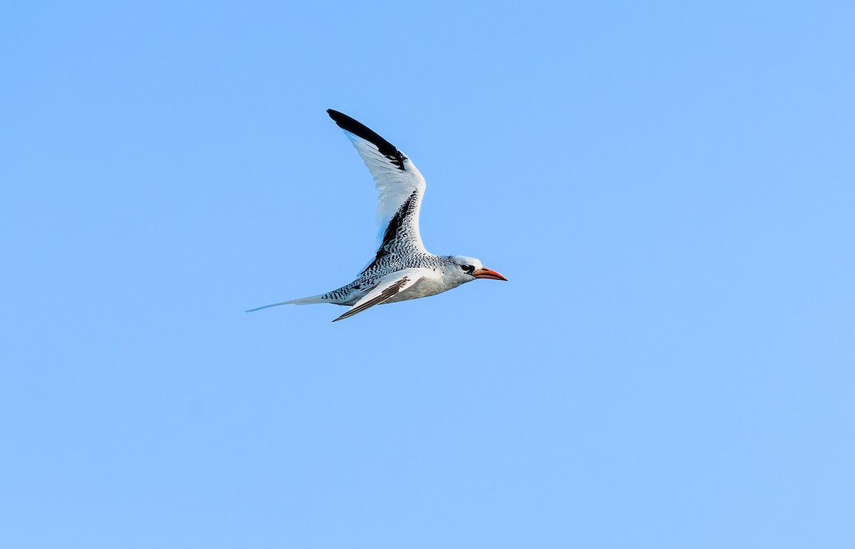 Red-billed Tropicbird - ML611369537