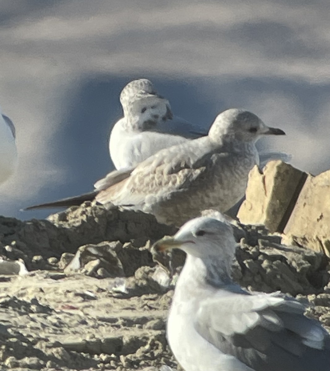 Short-billed Gull - Cheryl Huizinga