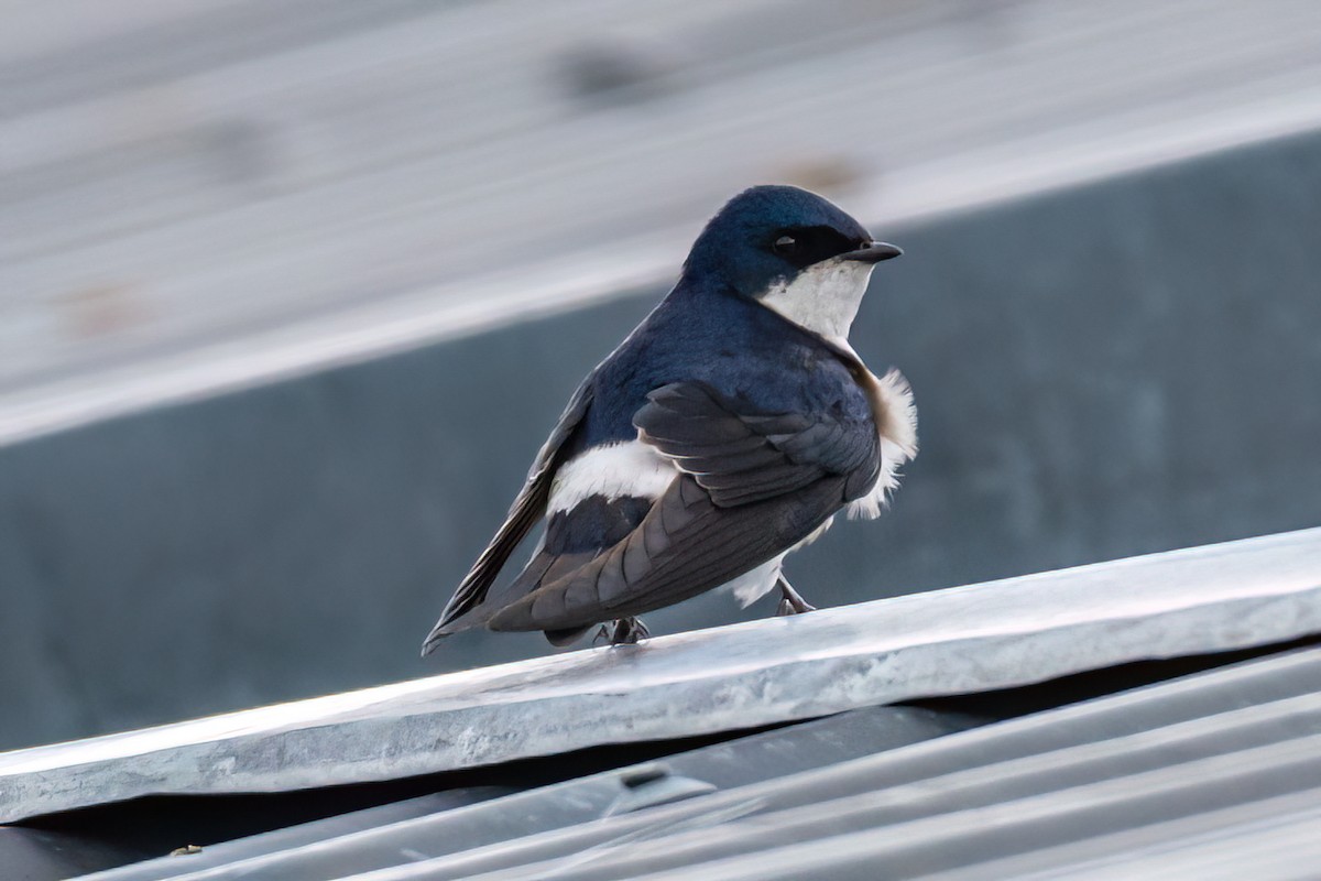 Chilean Swallow - ML611369614