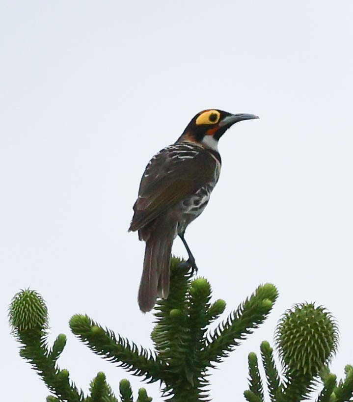 Ornate Melidectes - David Bates