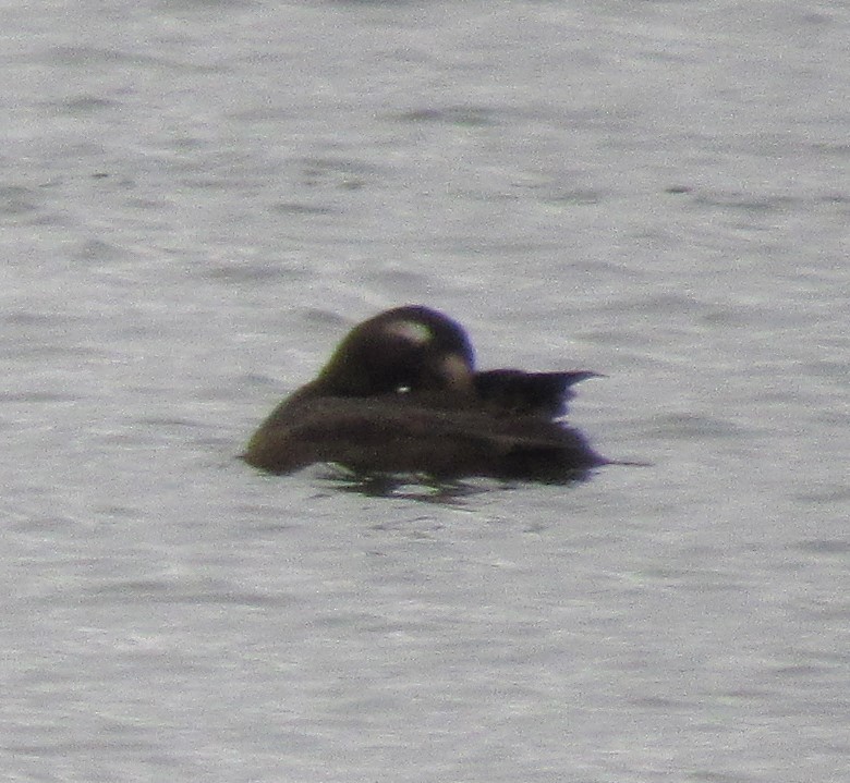 Surf Scoter - ML611369657