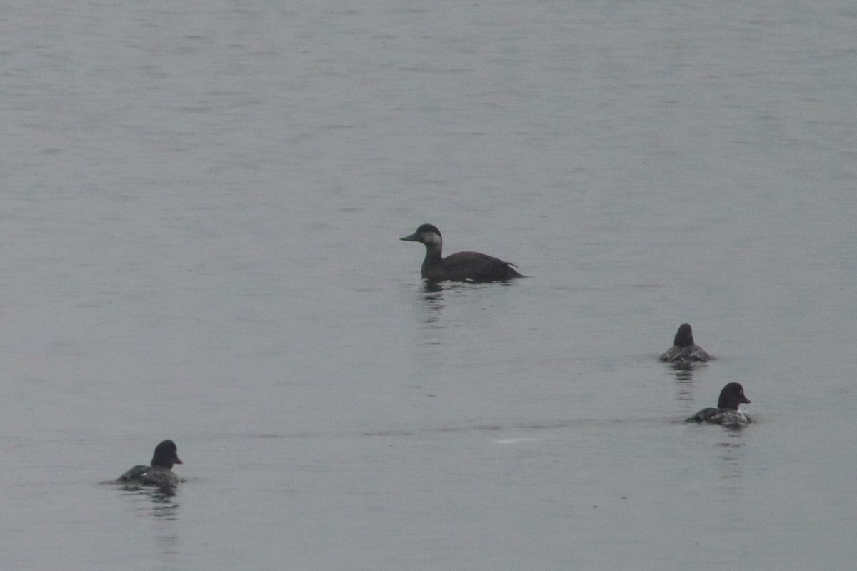 Common Scoter - Ihor Vietokhin