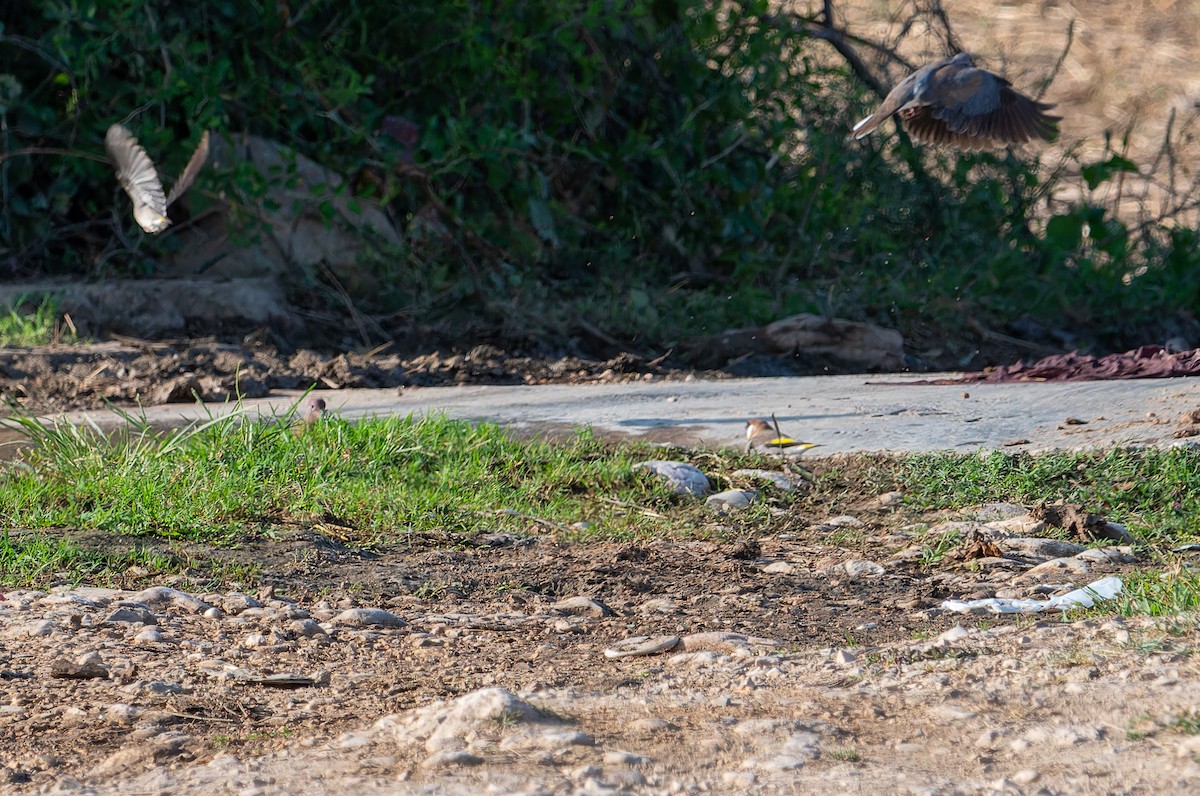 Arabian Grosbeak - Nick Bray