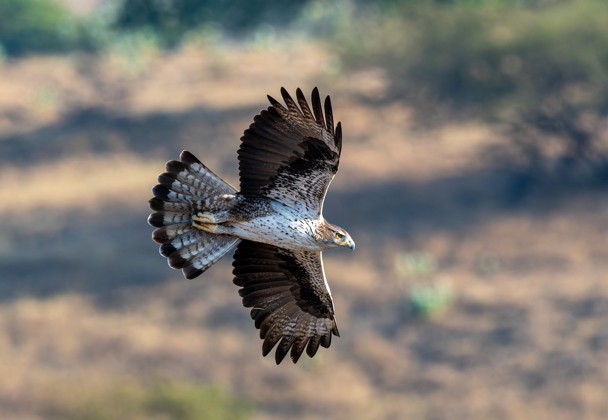 Bonelli's Eagle - ML611369685