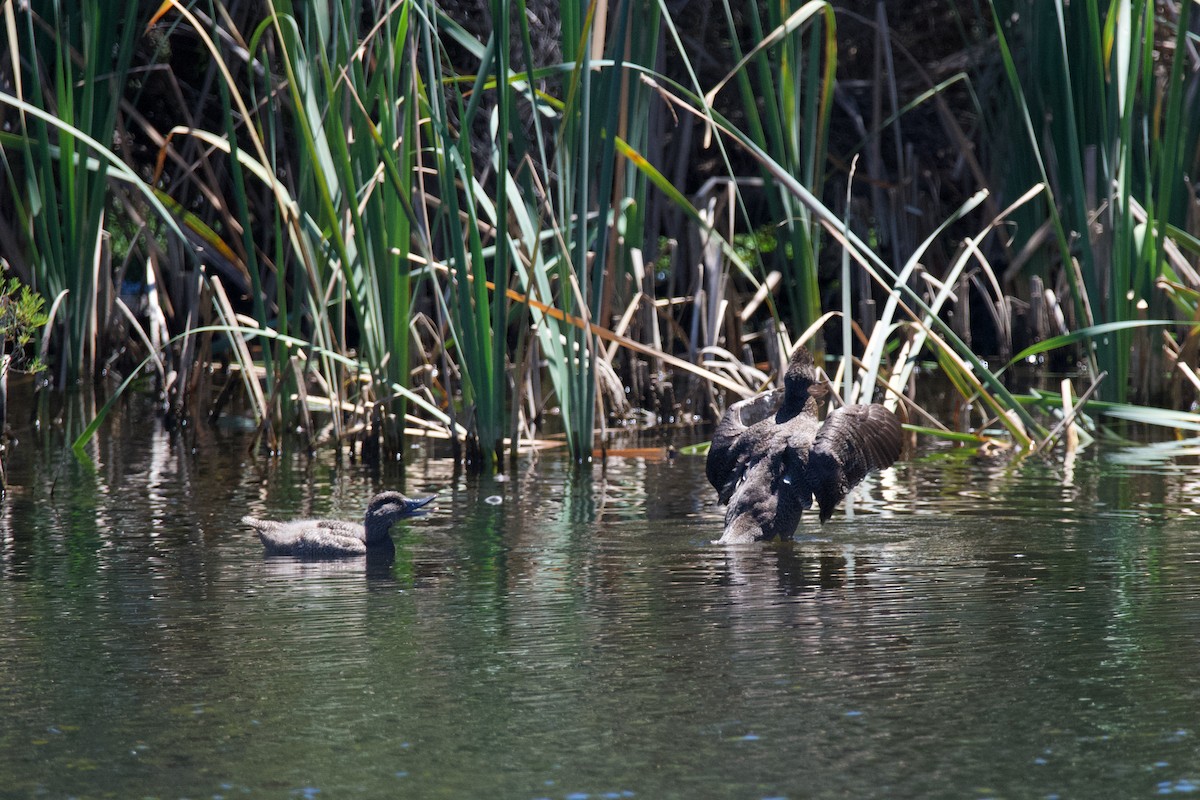 Freckled Duck - ML611369786