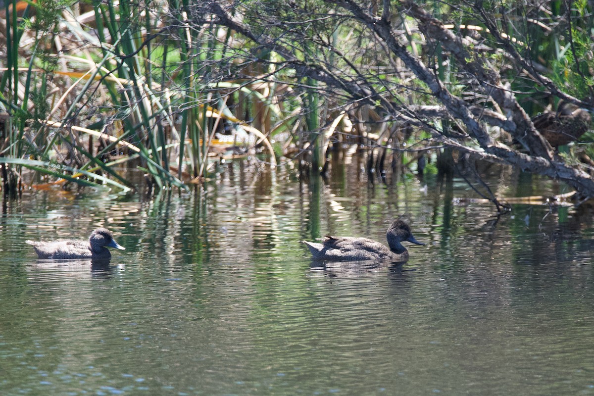 Freckled Duck - ML611369787