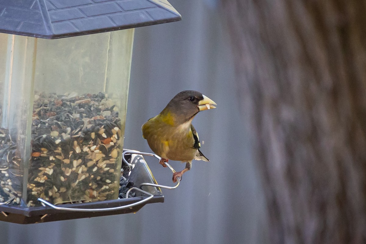 Evening Grosbeak - ML611369826