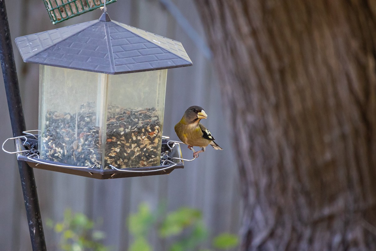 Evening Grosbeak - ML611369827