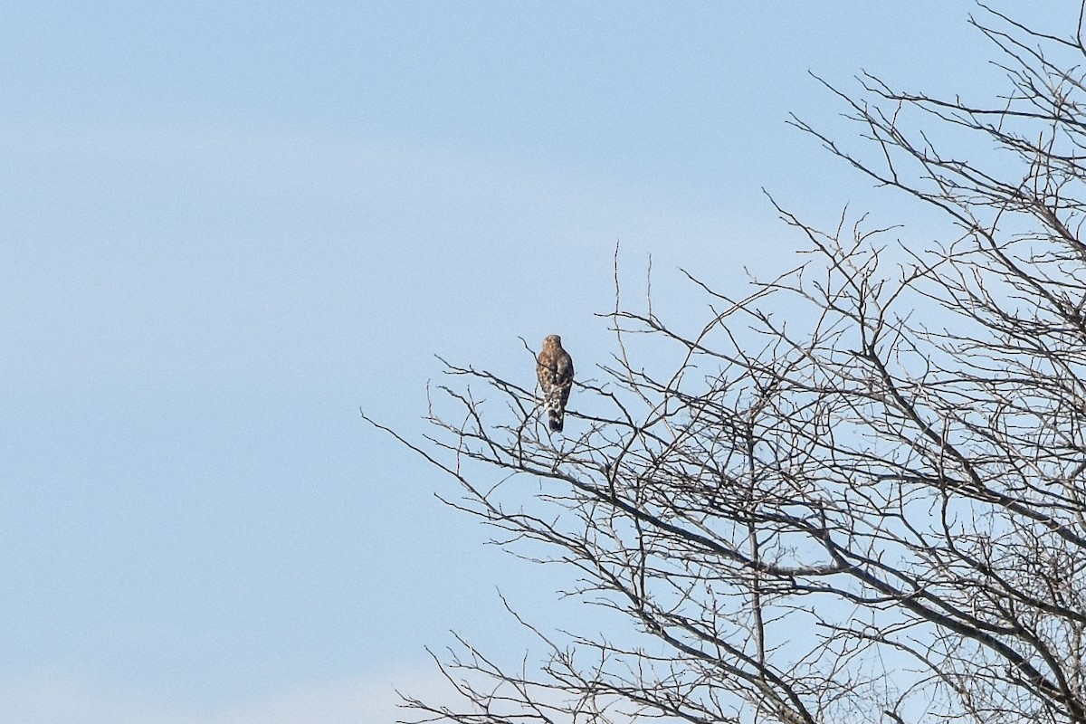 Red-shouldered Hawk - ML611369836