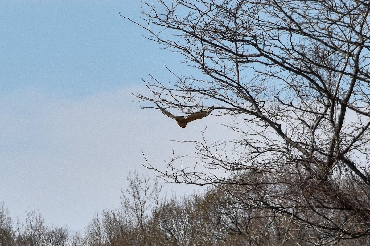 Red-shouldered Hawk - ML611369837