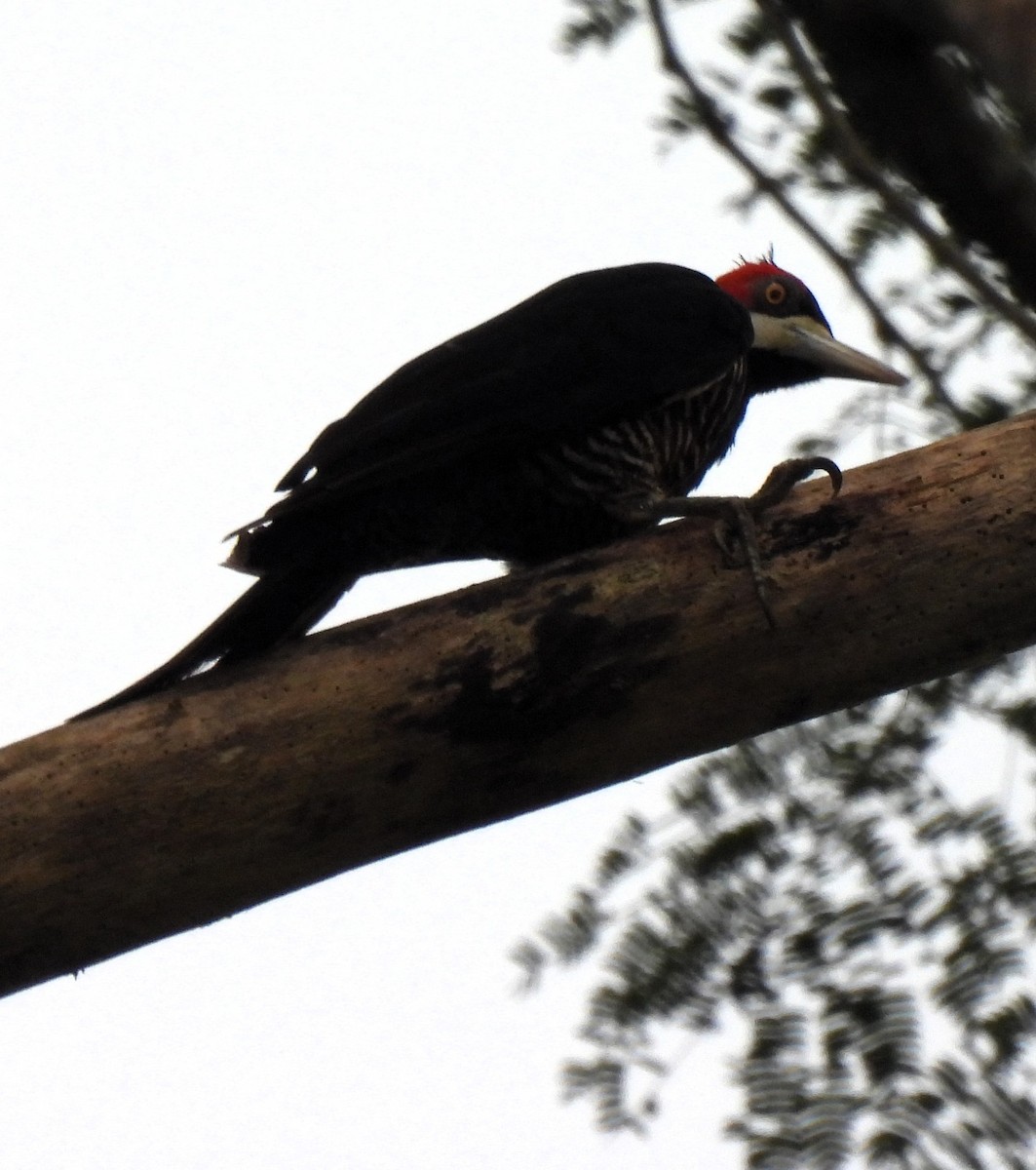 Crimson-crested Woodpecker - ML611369847