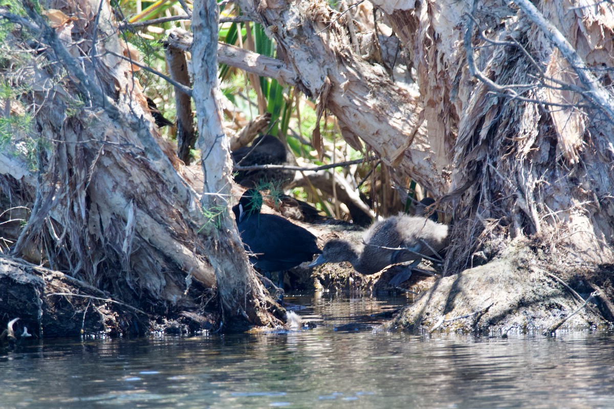 Freckled Duck - ML611369877