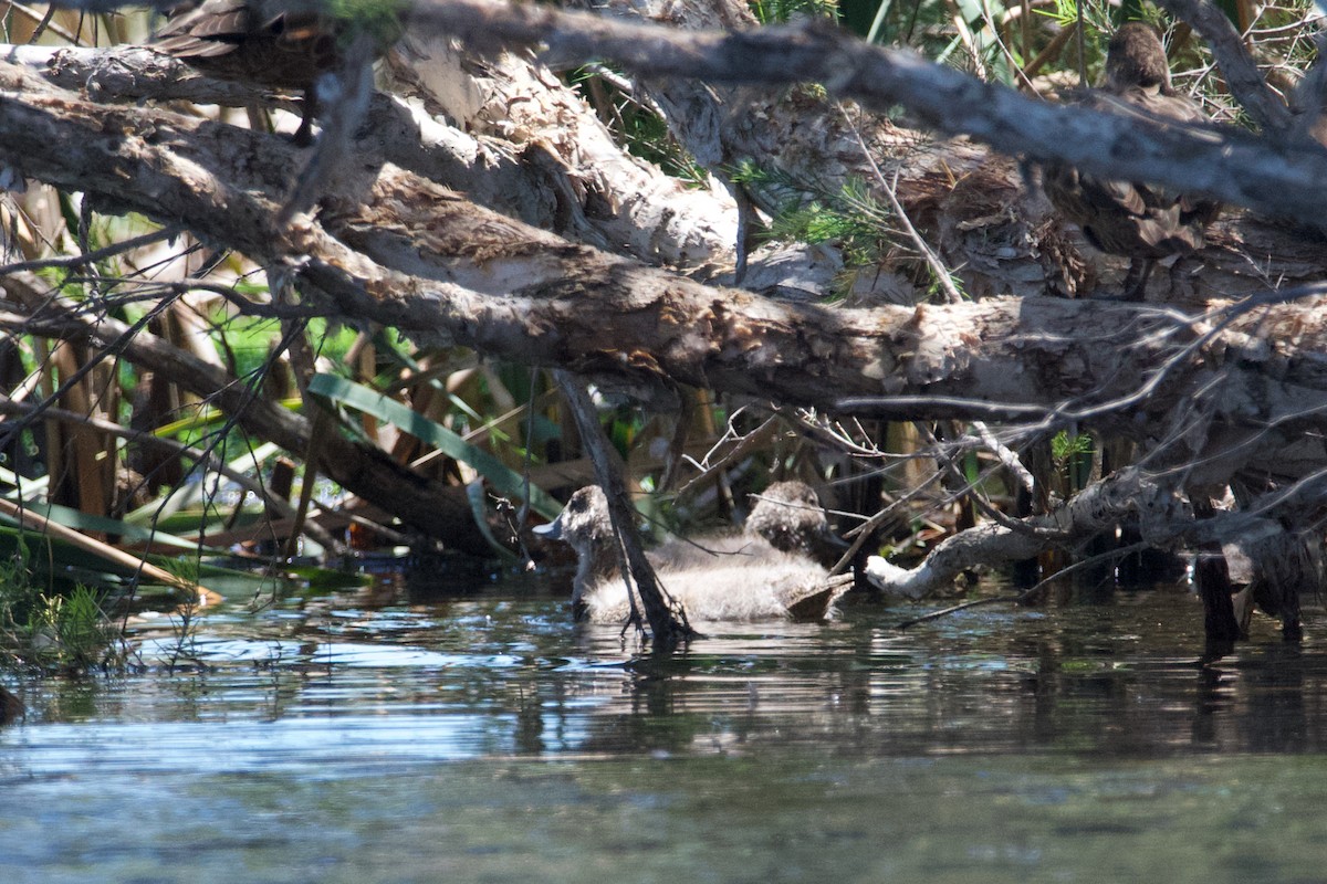 Freckled Duck - ML611369879