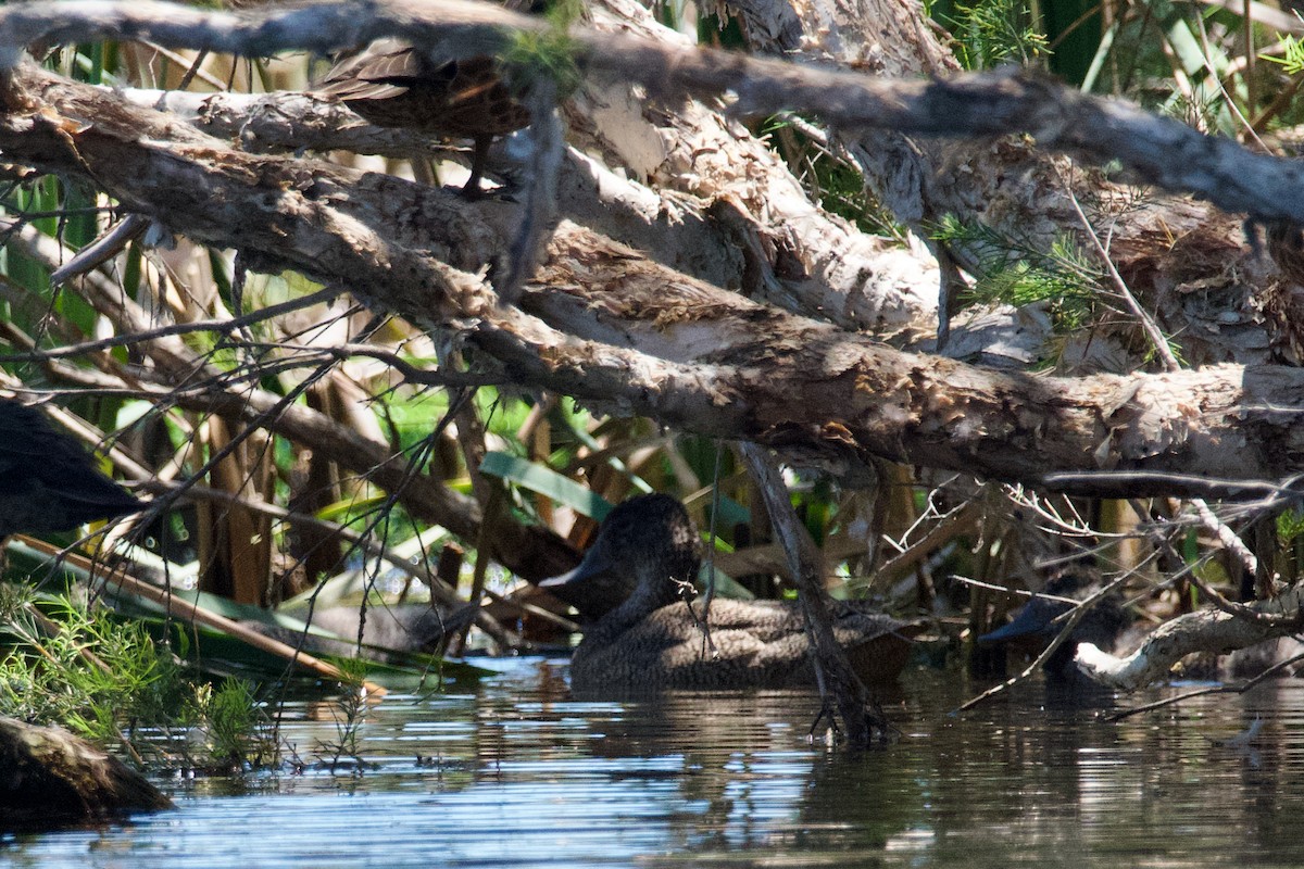 Freckled Duck - ML611369881