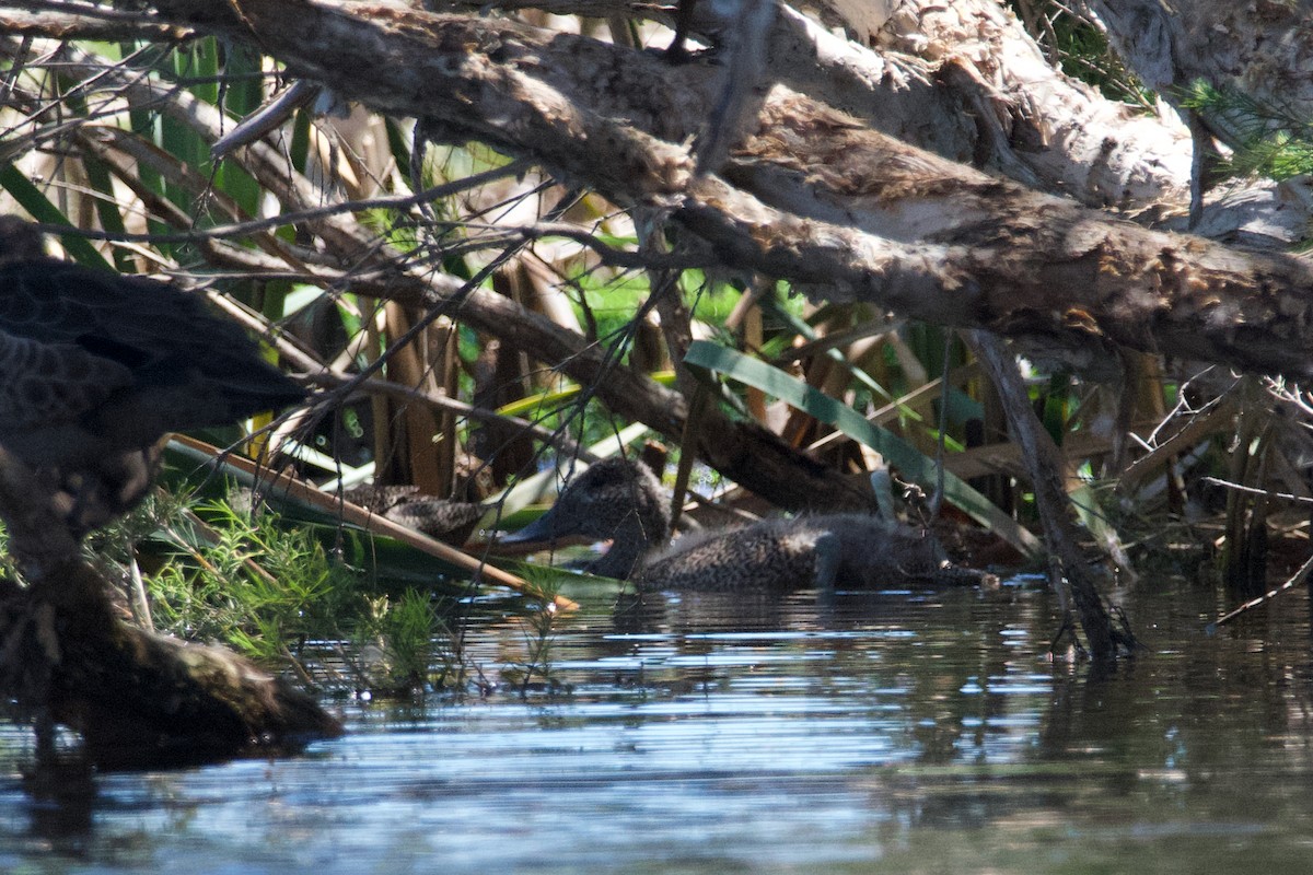 Freckled Duck - ML611369886