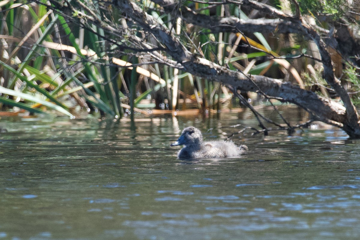 Freckled Duck - ML611369898