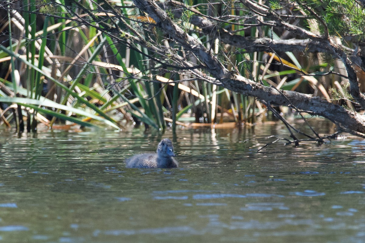 Freckled Duck - ML611369900