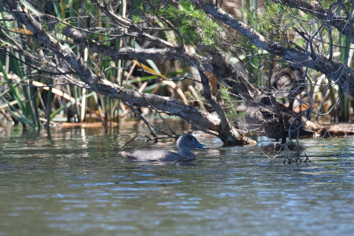 Freckled Duck - ML611369902