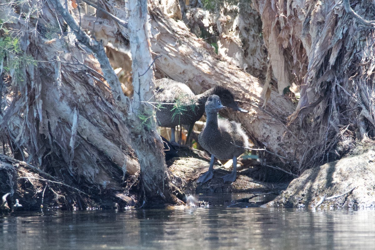 Freckled Duck - ML611369908