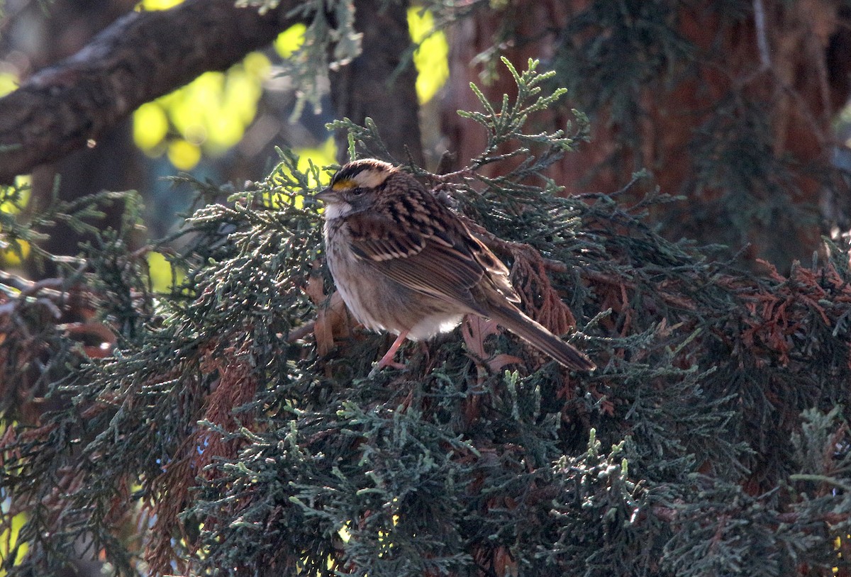 White-throated Sparrow - ML611369917
