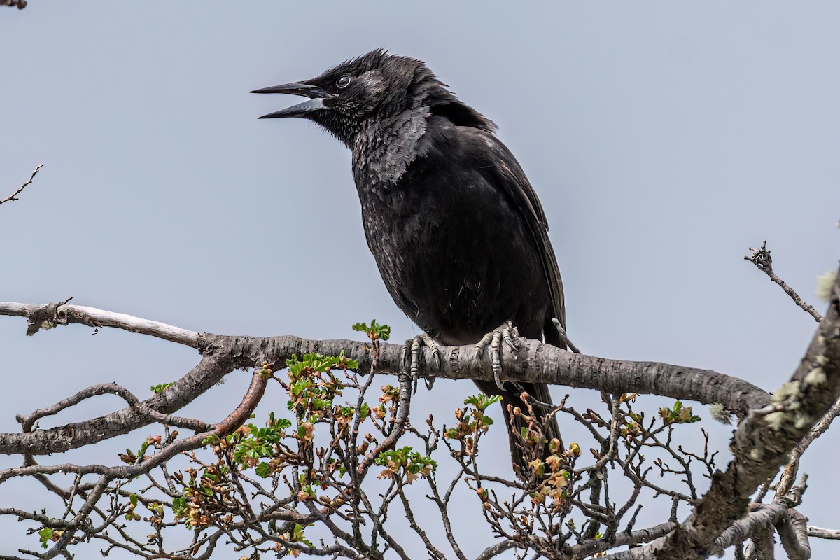 Austral Blackbird - ML611369922