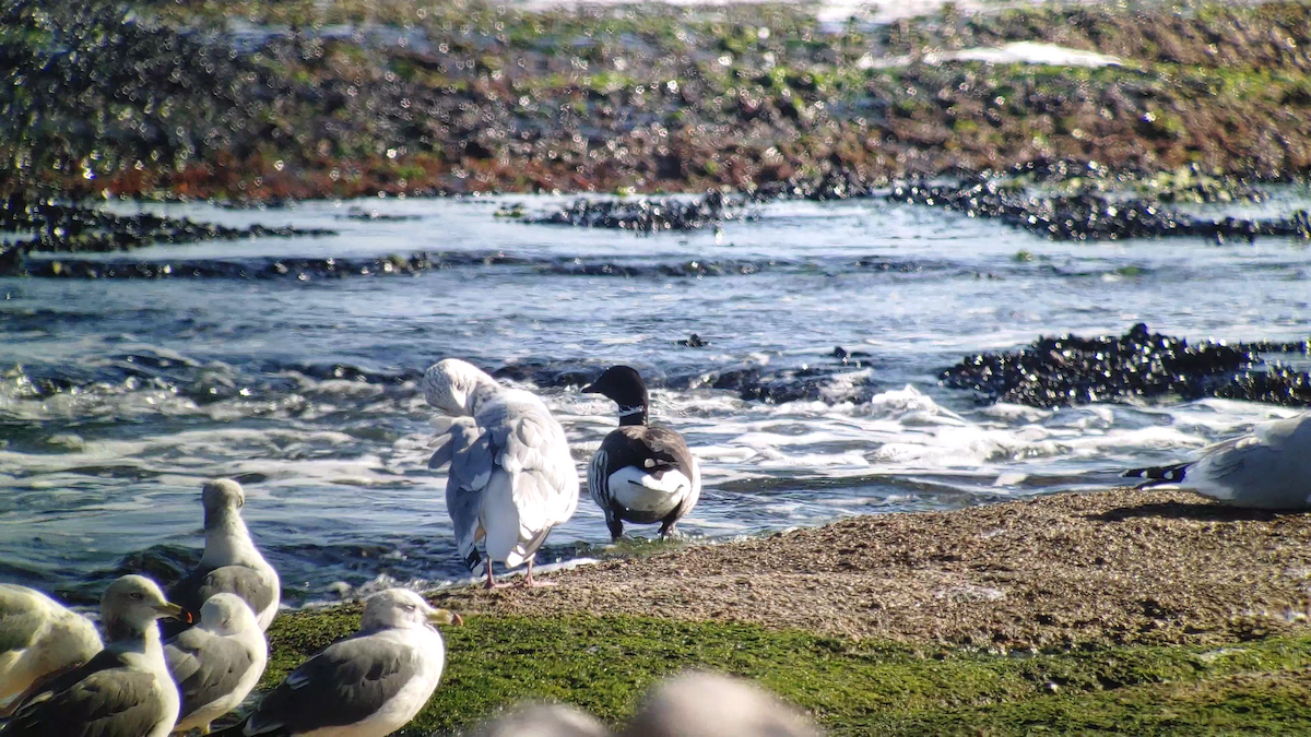 Branta musubeltza - ML611369935