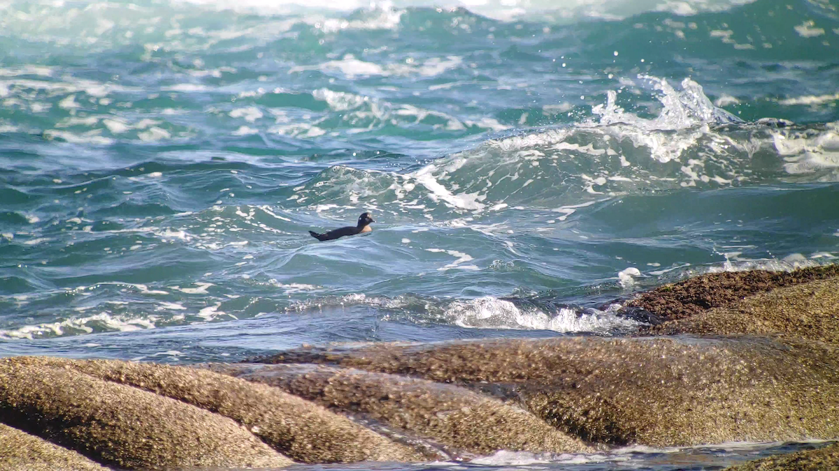 Harlequin Duck - ML611369955