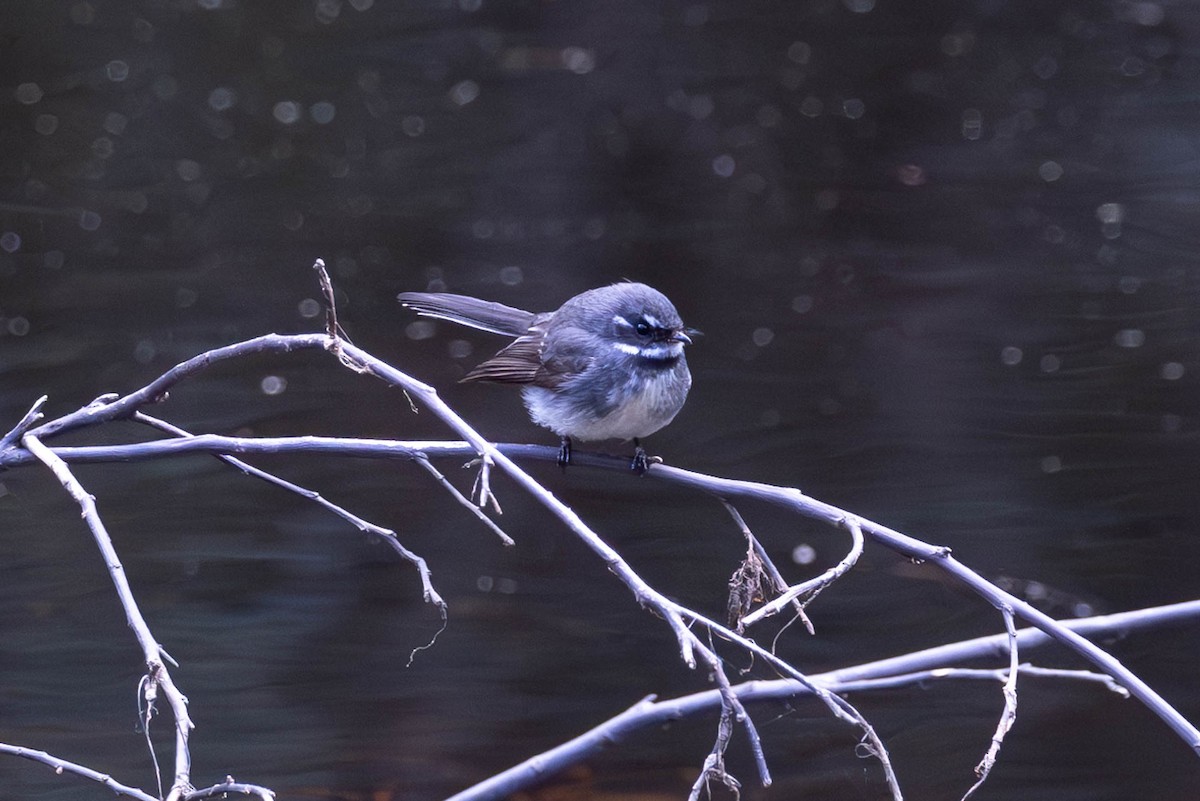 Gray Fantail (albiscapa) - Linda McNulty