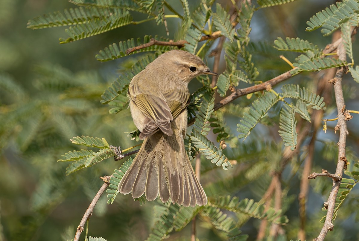 Mosquitero Común - ML611370087