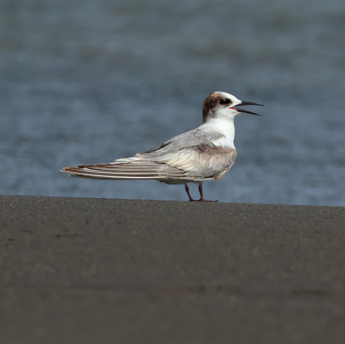 Common Tern - Tina Van Dusen