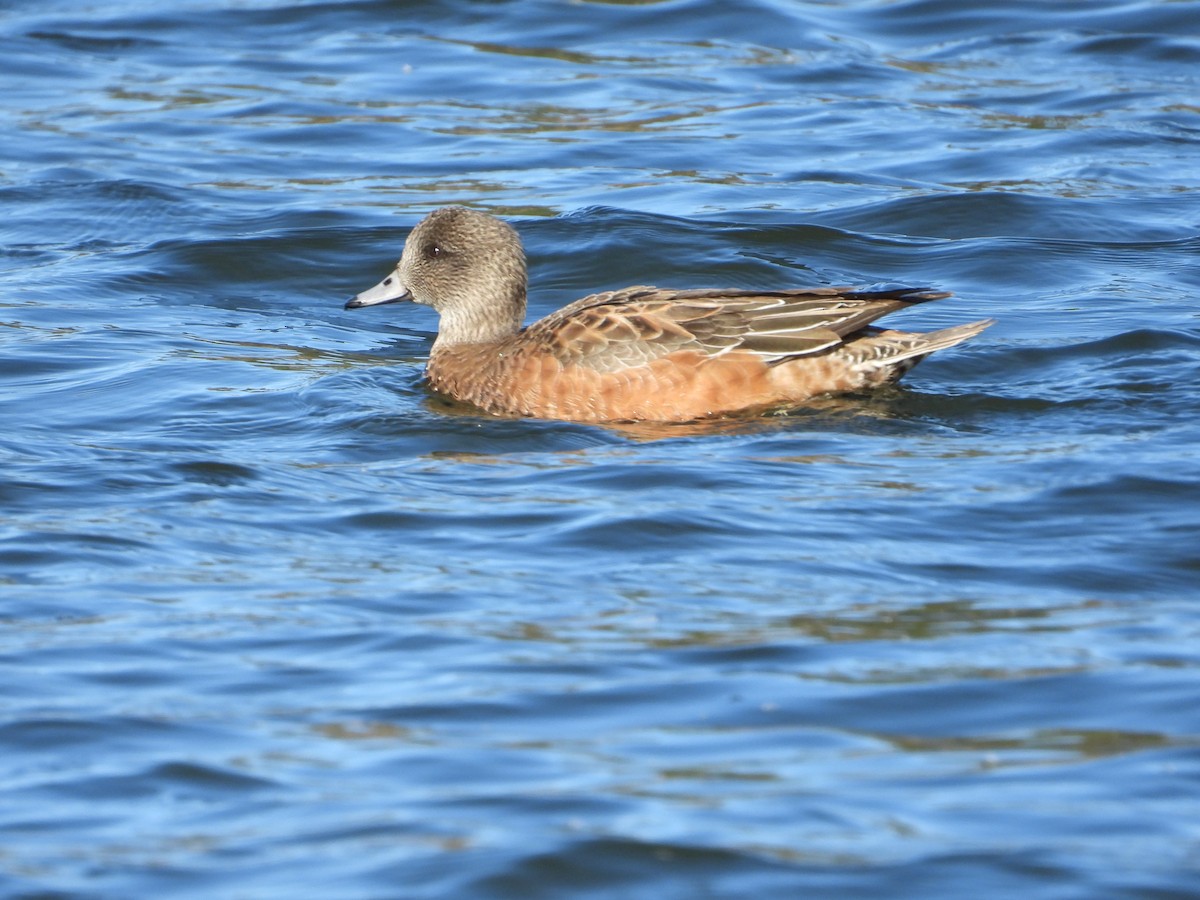 American Wigeon - ML611370374