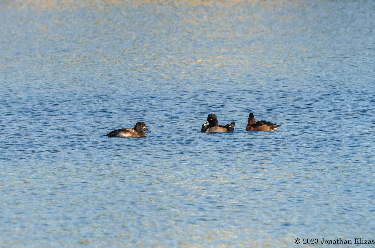 Greater Scaup - ML611370387