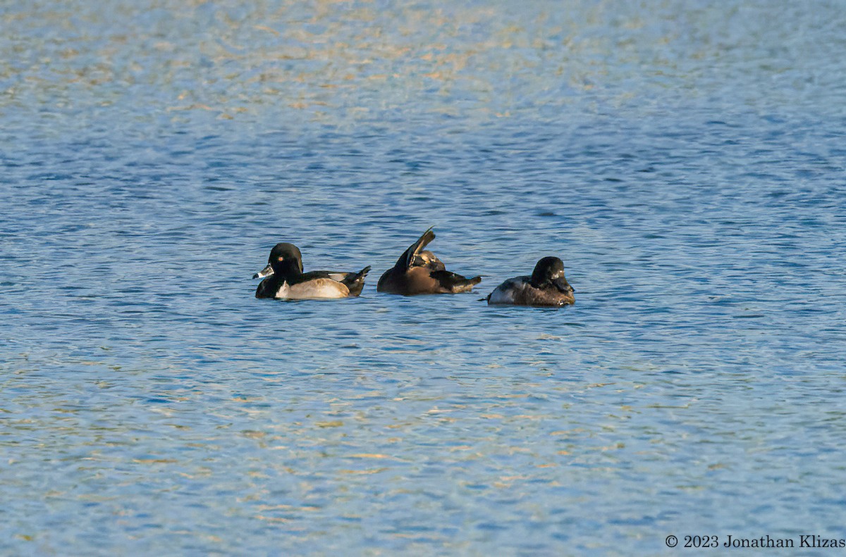 Greater Scaup - ML611370388