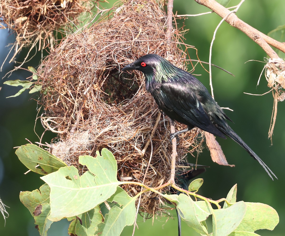 Metallic Starling - ML611370424