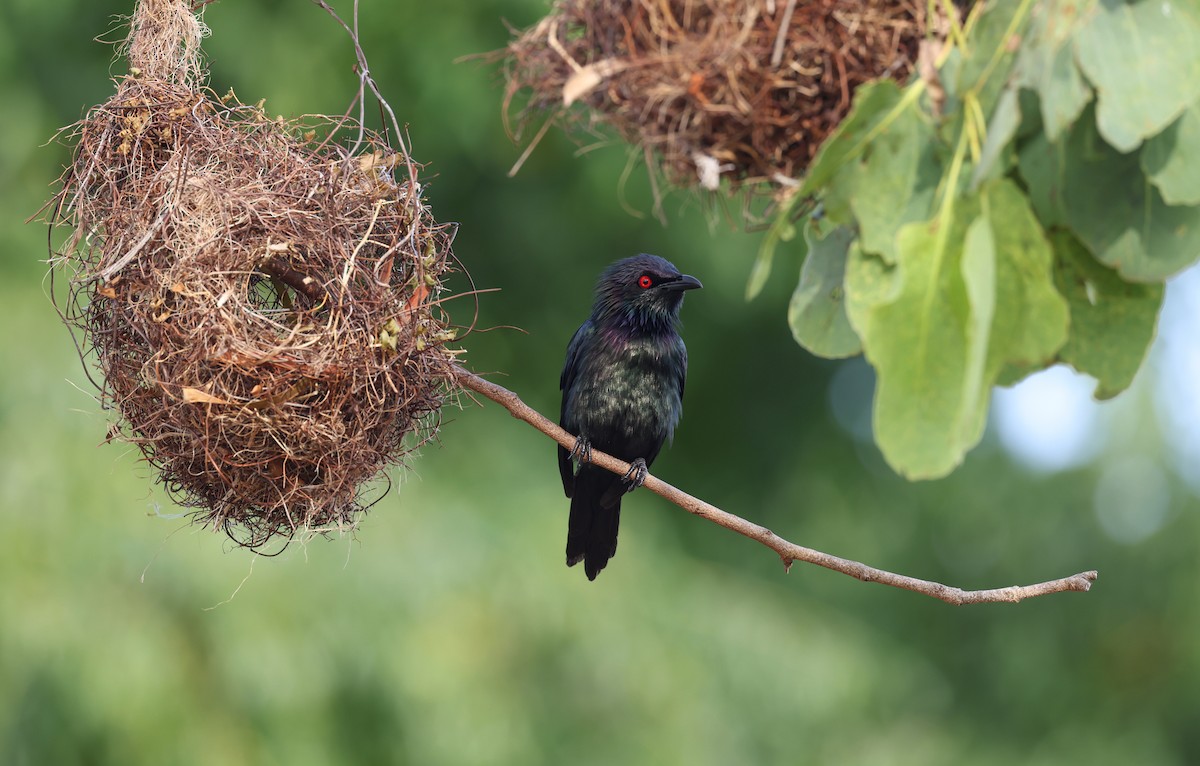 Metallic Starling - ML611370435
