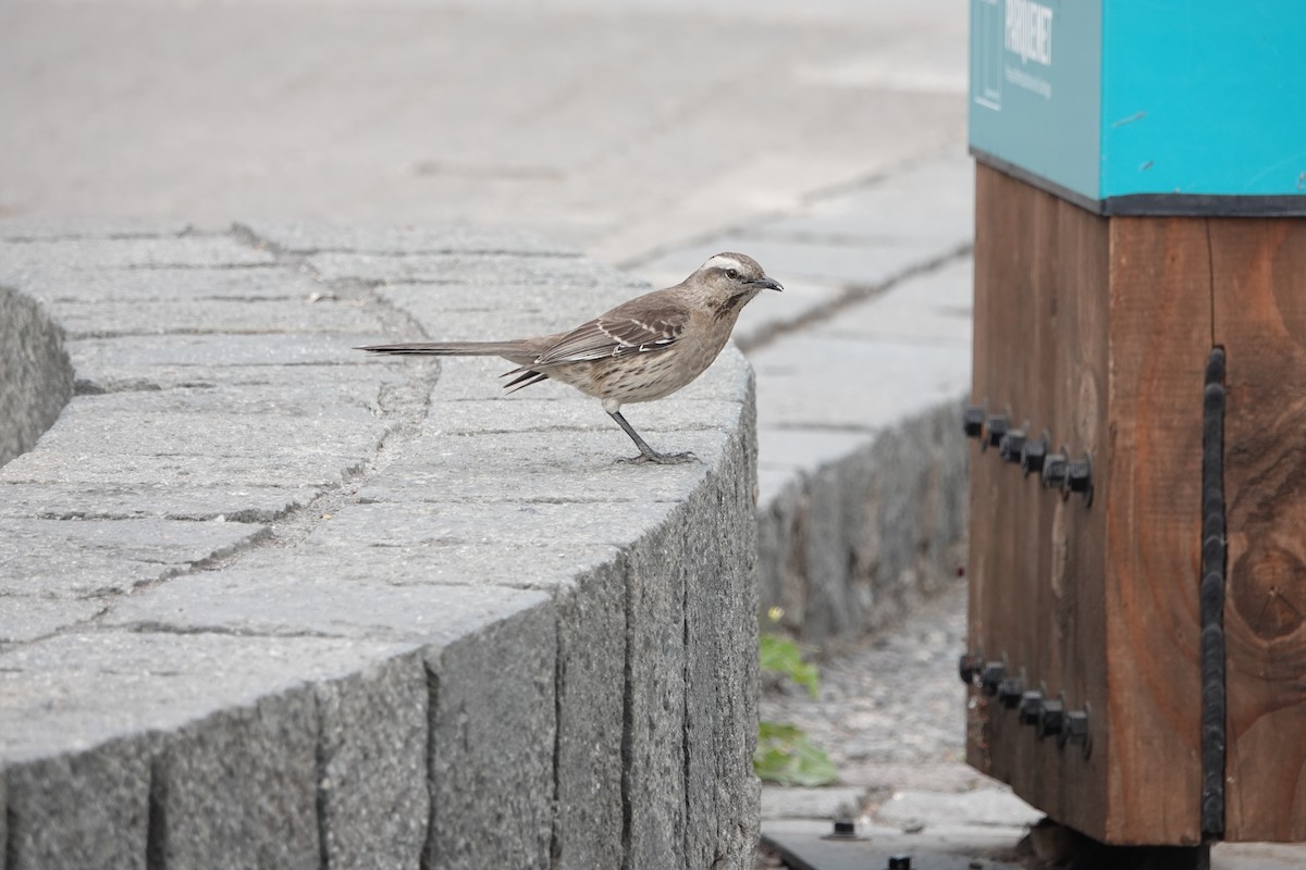 Chilean Mockingbird - Marianne Fan