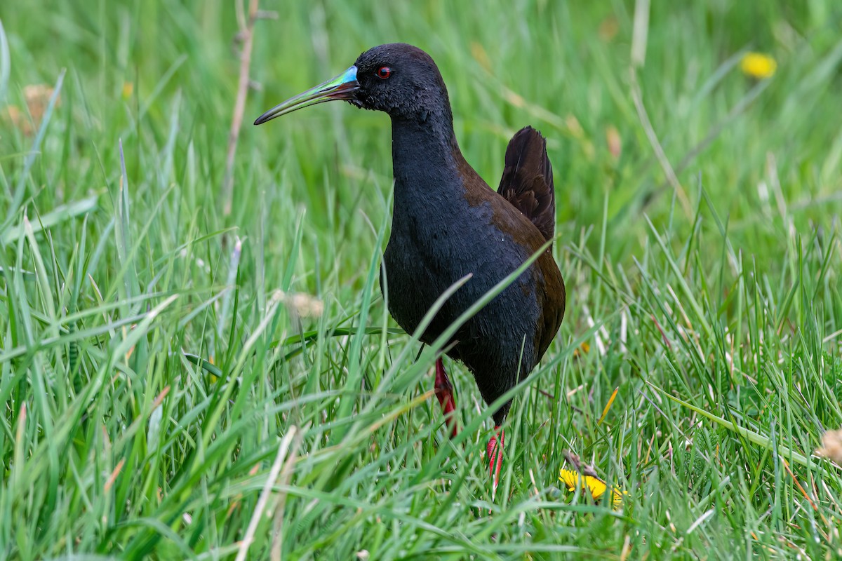 Plumbeous Rail - ML611370539